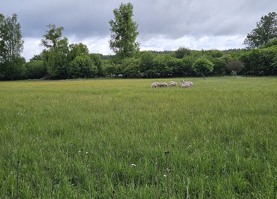 Owce w trakcie wypasu