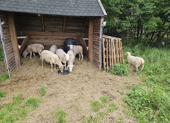 Dokarmianie owiec owsem