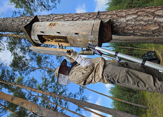 Zasiedlona kłoda bartna w kępie starodrzewia. fot. Karol Libera Kłoda bartna położona w kępie starodrzewia, wypełniona platrami pszczelimi.