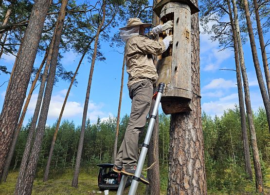 Umieszczanie pasków nasączonych kwasem szczawiowym pomiędzy plastrami pszczelimi. fot. Karol Libera Paski nasączone kwasem szczwiowym umieszczane pomiedzy plastry pszczele.