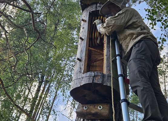 Wnętrze zasiedlonej kłody bartnej. Fot. Karol Libera Plastry pszczele we wnetrzu kłody bartnej