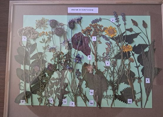 Wyróżnienie Grafika Wyniki konkursu „Łąka jak z obrazka – zielnik rodzinny”