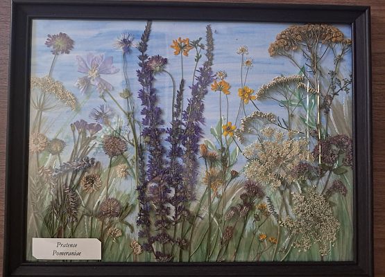 Wyróżnienie Grafika Wyniki konkursu „Łąka jak z obrazka – zielnik rodzinny”