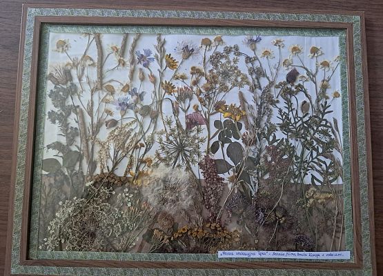 miejsce II Grafika Wyniki konkursu „Łąka jak z obrazka – zielnik rodzinny”