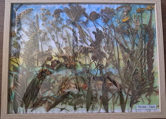 miejsce III Grafika Wyniki konkursu „Łąka jak z obrazka – zielnik rodzinny”