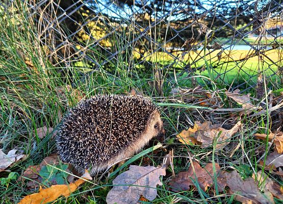 Jez próbuje pokonac metalową siatka ogrodzeniową.