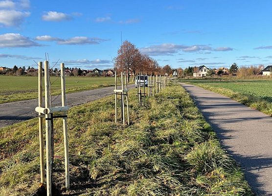 Grafika Nowe nasadzenia drzew w Błądzikowie!