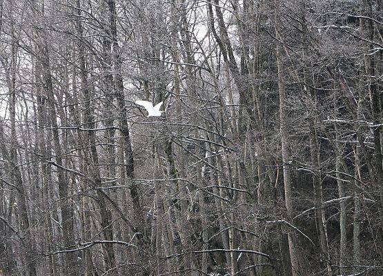 Czapla biała fot. M. Greinke Przelatujące na tle zimowego lasu czapla biała.