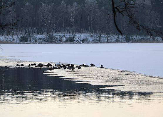 Zimujące ptaki wodne. fot. M. Greinke Siedzące na skraju kry i otwartej toni wodnej ptaki wodne.