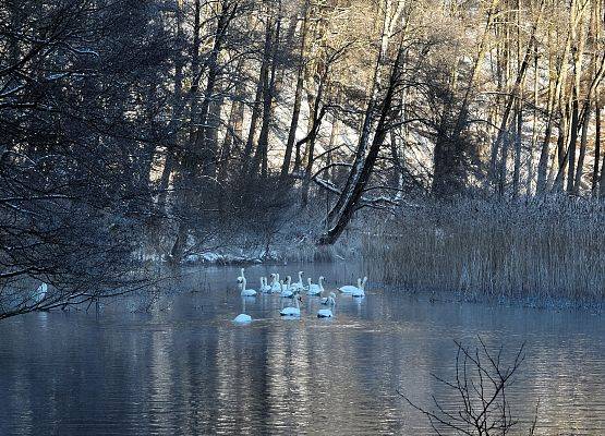 Łabędzie nieme na Wdzie fot. K. Libera Pływające po rzece łabędzie nieme w liczbie około 16 szt.
