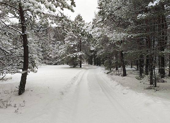 zimowy krajobraz. Droga w lesie, zaśnieżone drzewa.