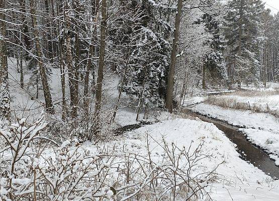 Zimowy krajobraz, niewielka rzeka przepływająca przez zaśnieżony las.
