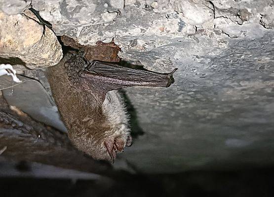 Grafika Monitoring zimujących nietoperzy w PKDS, 2026 r.