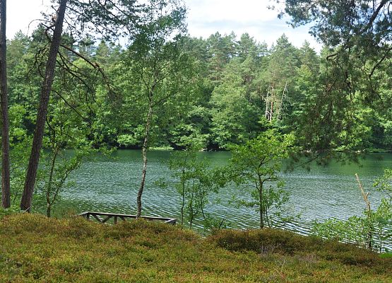 widok przez drzewa na błękitne wody jeziora