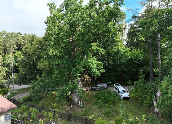 Dąb szypułkowy Grzegorz - prace przygotowawcze do oceny zdrowotności. fot. K.Libera Rozłożenie narzędzi i urządzeń przed wykonaniem oceny zdrowotności pomnika przyrody. fot. K.Libera