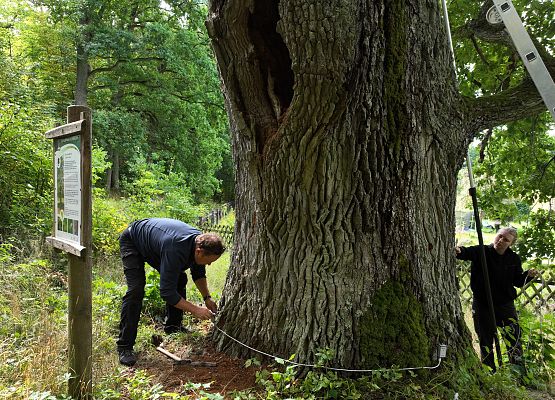 Umiejscowienie inklinometrów (czujników mierzących rozciąganie włókien drzewnych) na pniu drzewa. fot. K.Libera Umiejscowienie u dołu pnia, czujników, inklinometrów mierzących rozciąganie włókien. fot. K. Libera