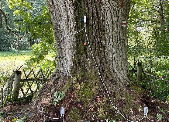 Dąb Andrzej przygotowany do wykonania pulling testu. fot. Ł.Kubus Założona aparatura na pień Dębu Andrzej w celu wykonania próby obciążeniowej. fot. Ł.Kubus
