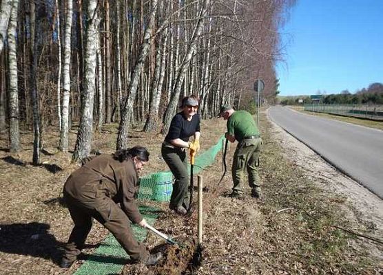 Grafika Na ratunek płazom - są już pierwsi ocaleni.
