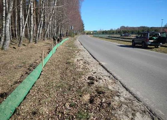 Grafika Na ratunek płazom - są już pierwsi ocaleni.