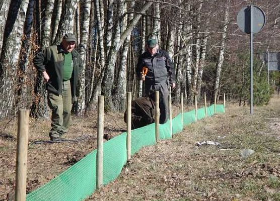 Grafika Na ratunek płazom - są już pierwsi ocaleni.