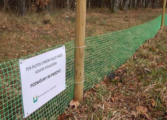 Grafika Na ratunek płazom - są już pierwsi ocaleni.