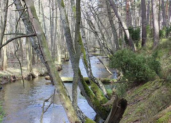 Grafika Zarybianie na akwenach Wdzydzkiego Parku Krajobrazowego