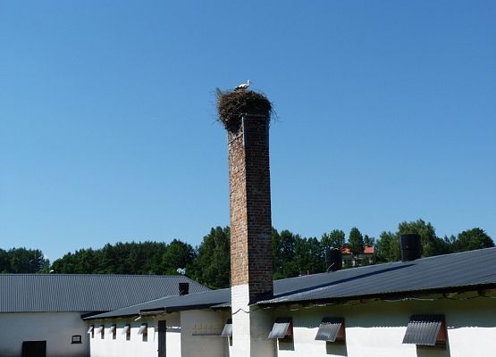 Grafika VII Międzynarodowy Spis Bociana Białego