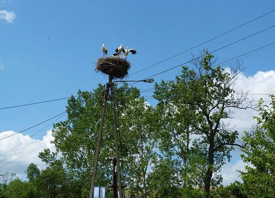 Grafika VII Międzynarodowy Spis Bociana Białego
