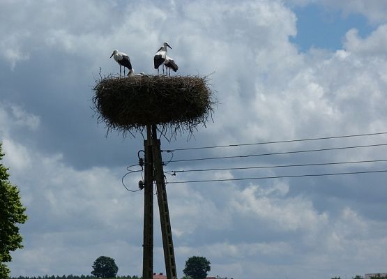 Grafika VII Międzynarodowy Spis Bociana Białego