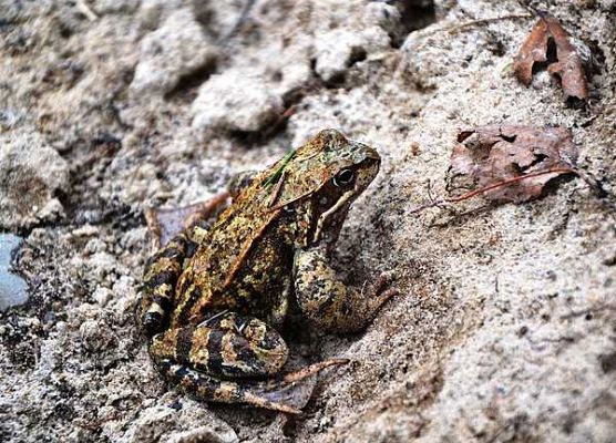 Grafika Warsztaty herpetologiczne 2013-podsumowanie