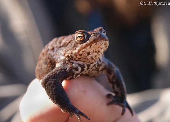 Grafika „Rodzinne warsztaty herpetologiczne”