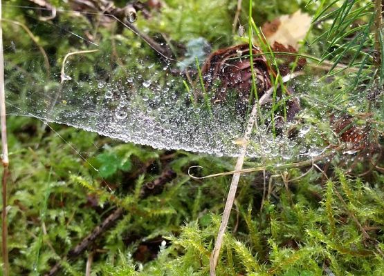 Grafika Kaszubski Park Krajobrazowy  w obiektywie uczestników rajdu pieszego
