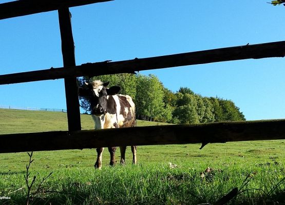 Grafika Kaszubski Park Krajobrazowy  w obiektywie uczestników rajdu pieszego