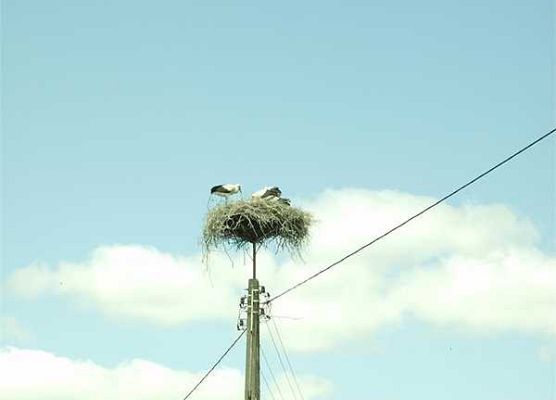 Grafika Inwentaryzacja gniazd bociana białego w Dolinie Słupi