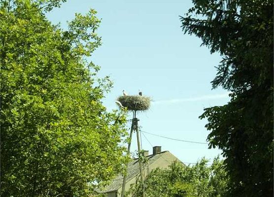 Grafika Inwentaryzacja gniazd bociana białego w Dolinie Słupi