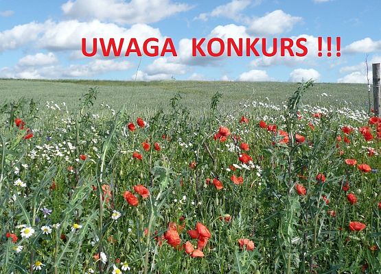 Grafika Przedłużamy termin nadsyłania odpowiedzi na konkurs