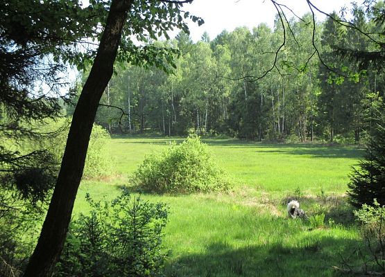 Grafika "Motylowe Łąki" - Wiosenne Warsztaty Terenowe Kaszubskiego Parku Krajobrazowgo