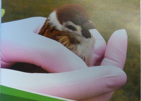 Grafika ABC postępowania z dzikimi zwierzętami - wystawa w siedzibie Kaszubskiego Parku Krajobrazowego