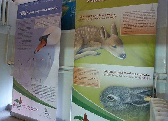 Grafika ABC postępowania z dzikimi zwierzętami - wystawa w siedzibie Kaszubskiego Parku Krajobrazowego
