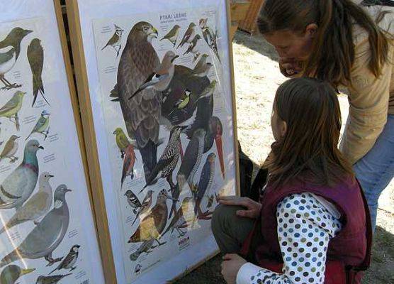 Festyn Leśny-Stanowisko ornitologiczne grafika