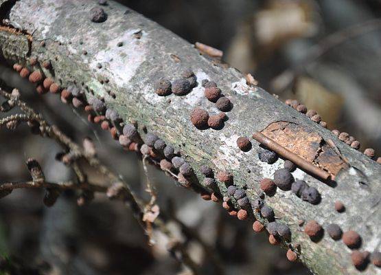 drewniak szkarłatny, często spotykany grzyb nadrzewny fot. A. Kasprzak