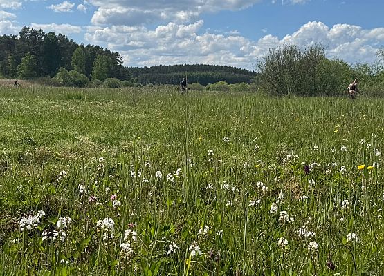 Kwitnąca łąka podczas prowadzonych prac terenowych
