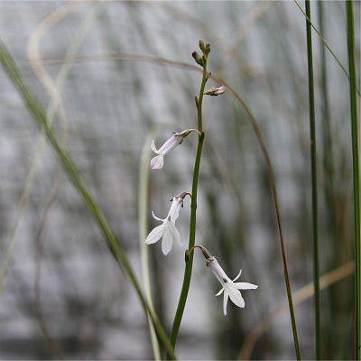 Lobelia jeziorna fot. Justyna Rymon Lipińska grafika