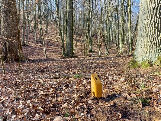 Fragment lasu z bezlistnymi dębami i bukami. Na ziemi zalega ściółka. Przystanek oznaczony jest wkopanym w ziemię żółtym palikiem z wypalonym na górnej, skośnej powierzchni numerem przystanku.