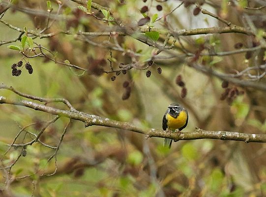 Grafika Pliszka górska w Trójmiejskim Parku Krajobrazowym