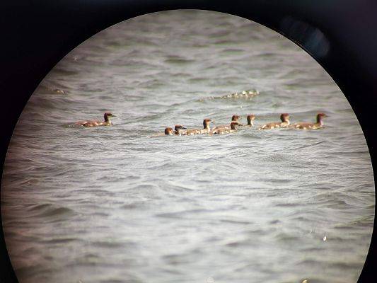 Nurogęsi przez lunetę, fot. JKR przybliżenie młodych kaczek, zdjecie wykonanne rpzez lunetę.