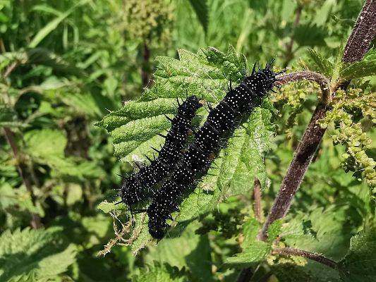 Gąsienice rusałki pawik, fot. JKR 2 czarne gąsienice w kropki na zielonych liściach
