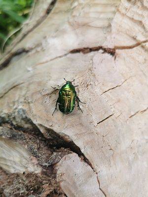 Kruszczyca zlotawka, fot. JKR Zielony błyszczący chrząszcz na pieńku
