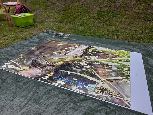 Duże, ułożone puzzle, składające się z kilkudziesięciu elementów. Ułożone są na białej podkładce, która leży na plandece przykrywającej trawę. Układanka przedstawia duże zdjęcie zielonej żaby siedzącej na gałęzi zanurzonej w wodzie. W wodzie