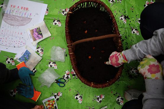 wiklnowy kosz wypełniony ziemią, kadr na dłoń, które do ziemi wkłada cebulki kwiatów, obok kartka z rysunkiem